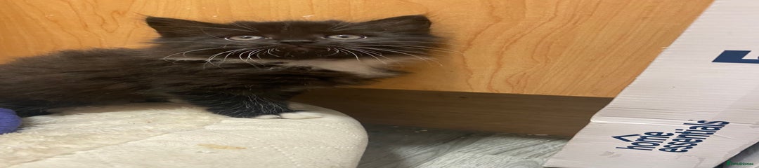 British Longhair Kitten 1