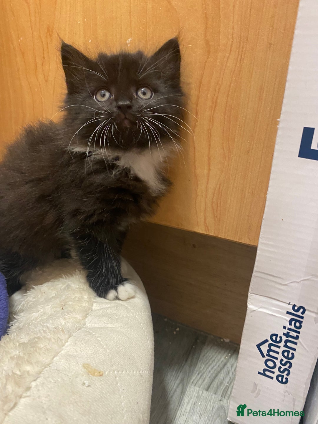 British Longhair cats for sale: 8 weeks old gorgeous kittens for sale - Image 5