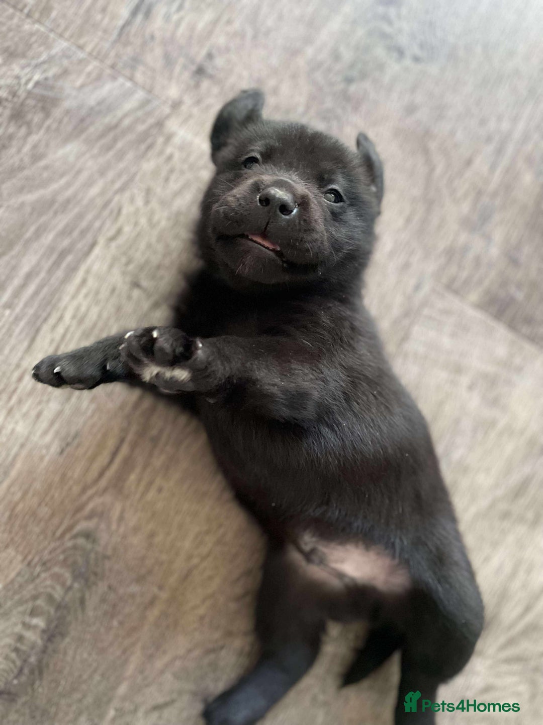 Labrador Retriever dogs for sale: Healthy Labrador Puppies Looking for Forever Homes - Advert 19