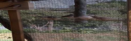 Finches birds for sale: Zebra Finches in Banbury - Advert 3