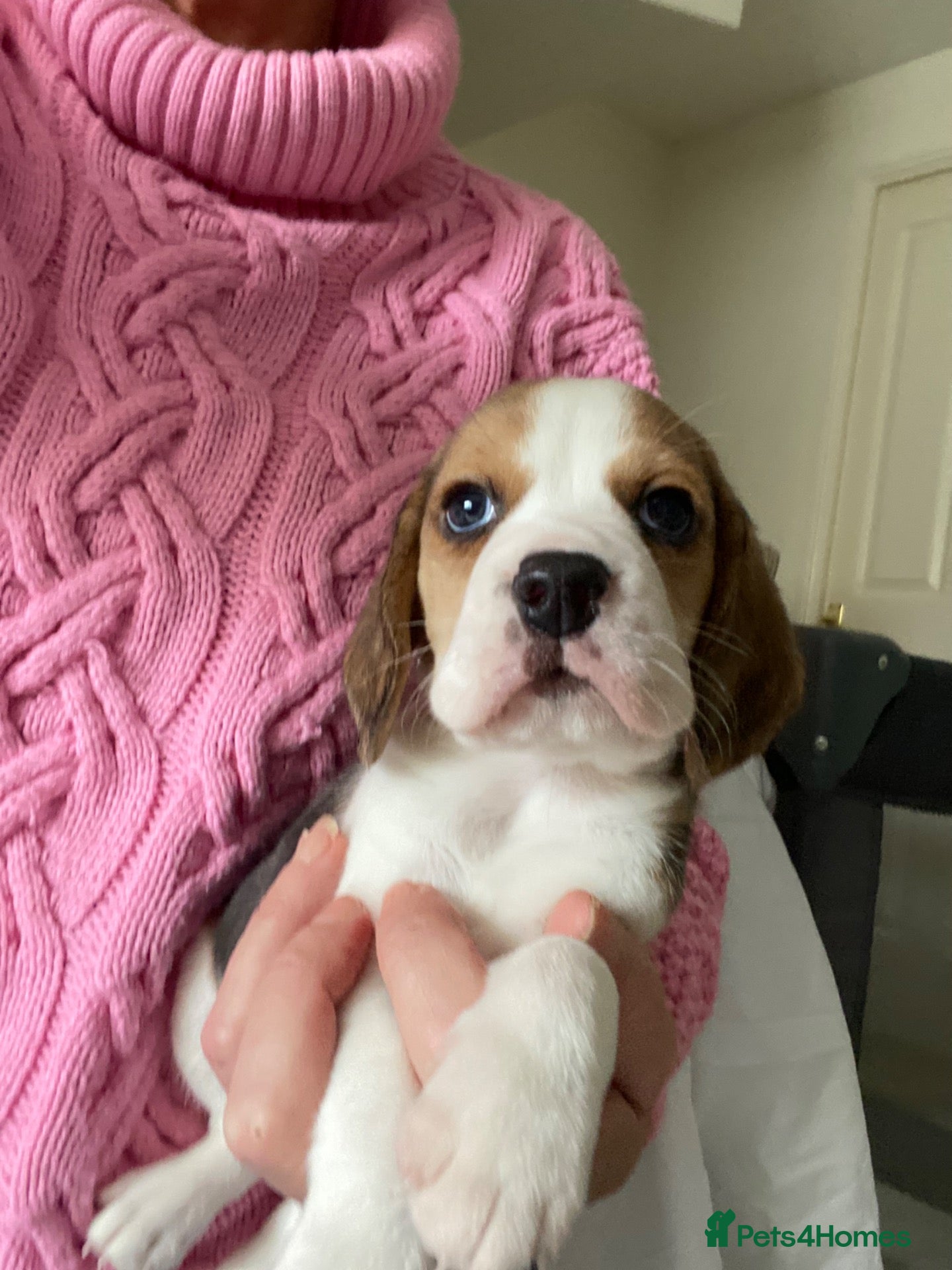 Beagle dogs KC Reg Pure Pedigree champ Beagle  - Advert 1
