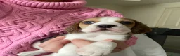 Beagle dogs for sale: KC Reg Pure Pedigree champ Beagle  - Advert 31