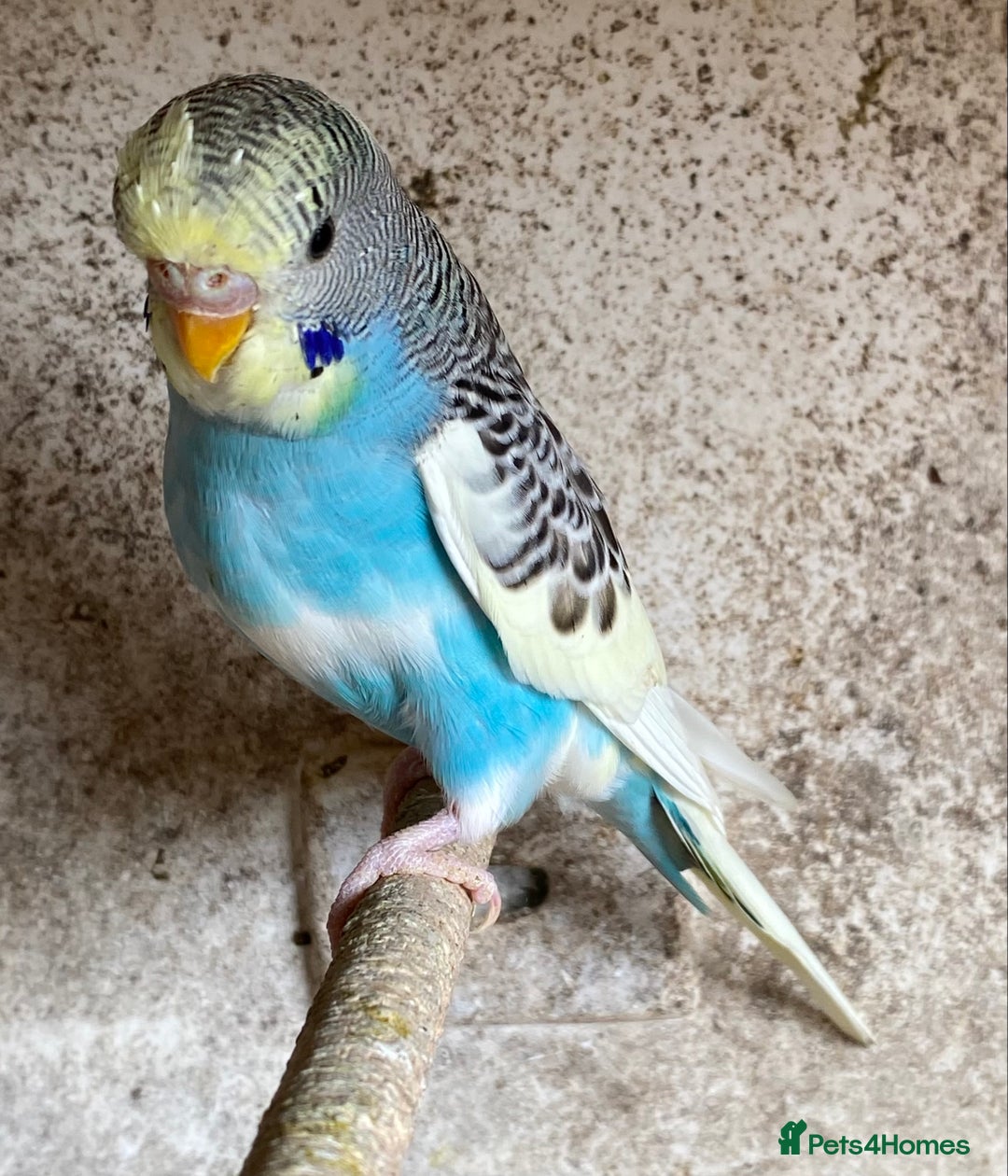 Budgerigars birds for sale: Beautiful Budgies - Image 18