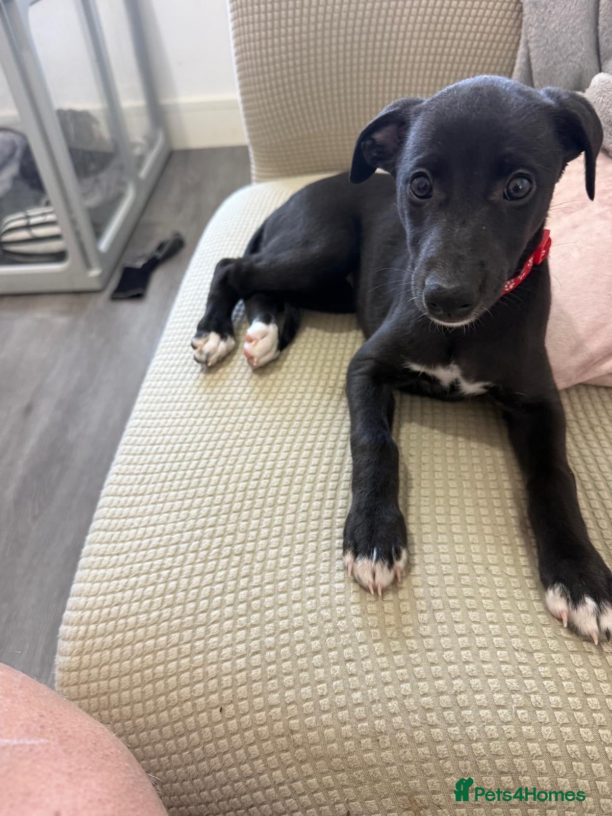 Whippet dogs KC black with white tip Whippet puppies - Advert 2