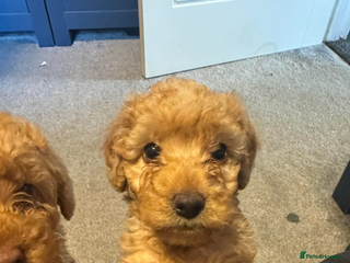 Australian Labradoodle dogs Fib Labradoodle puppies - Advert 7