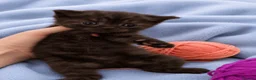 British Shorthair cats for sale: 💙🤍🤎 BSH Kittens – Chocolate, Blue & White  - Advert 11