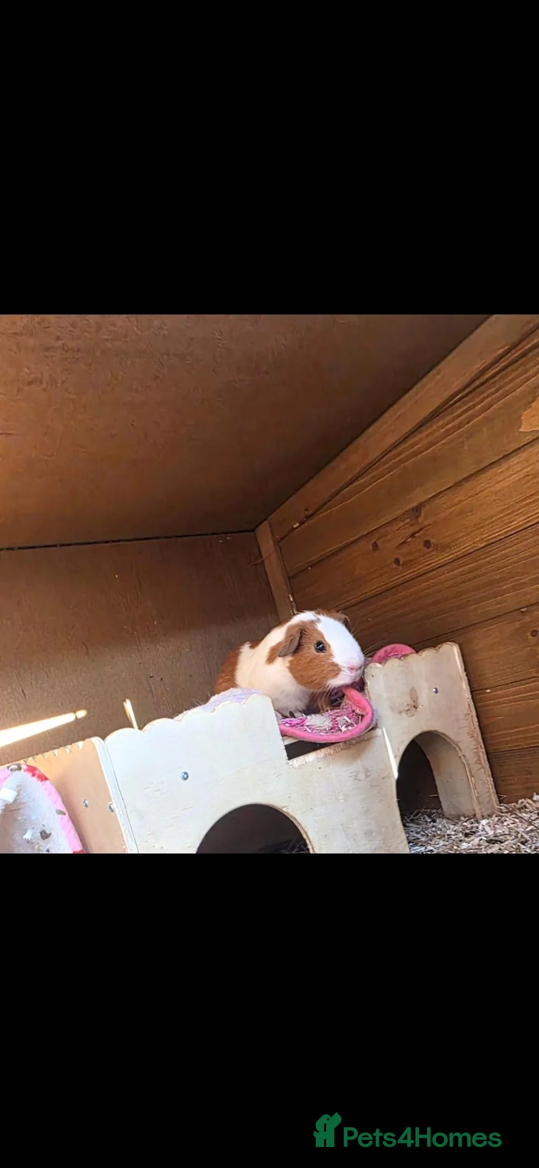 Guinea Pig rodents for sale: Two Bonded Baby Boy Guinea Pigs 3 Months Old - Advert 2