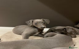 Whippet dogs for sale: 6 gorgeous blue whippet puppies  - Image 14