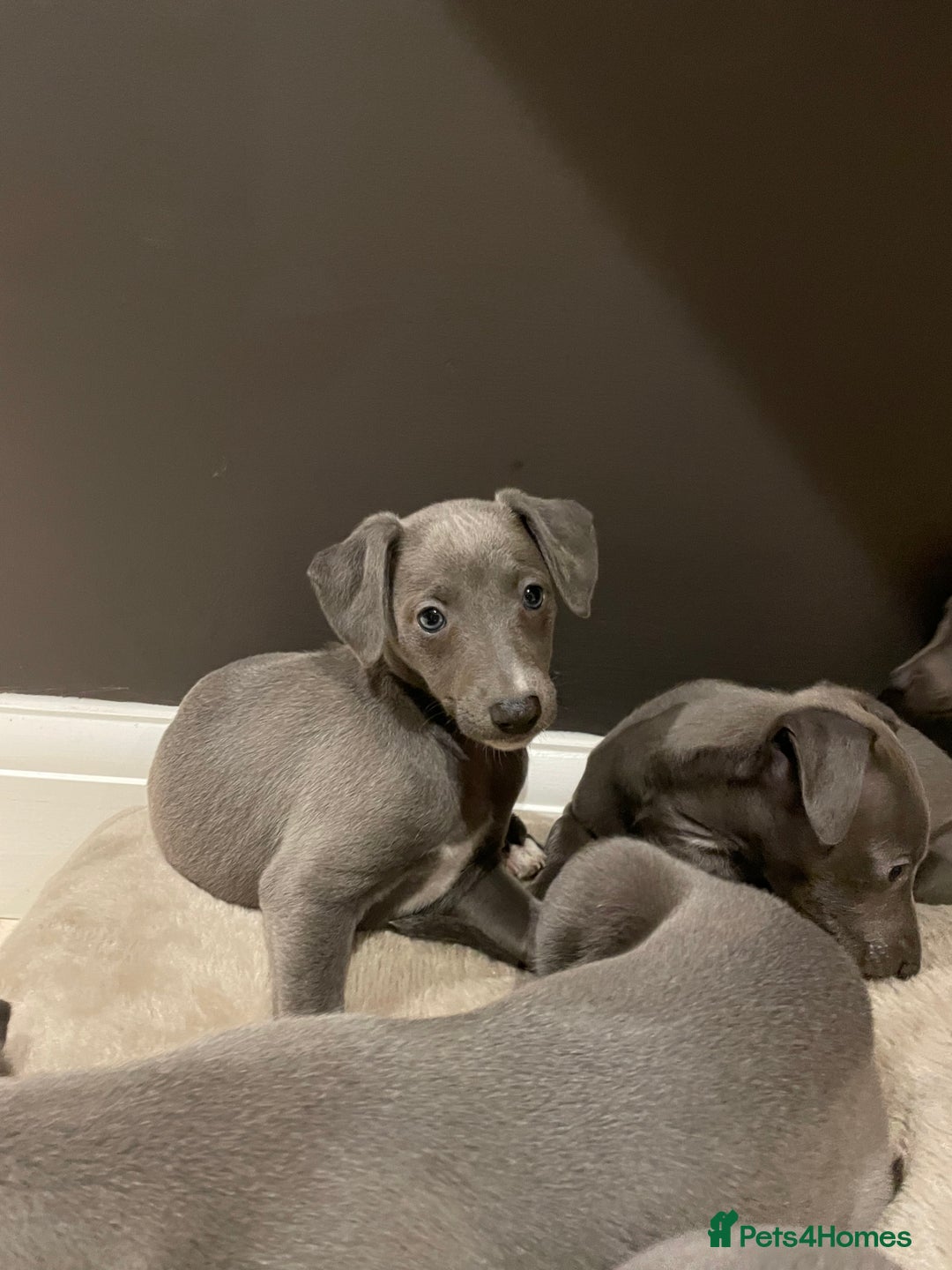 Whippet dogs for sale: 6 gorgeous blue whippet puppies  - Image 14