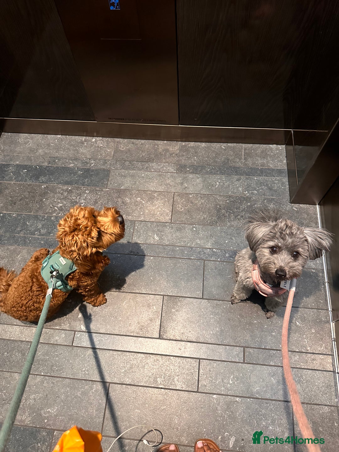 Mixed Breed dogs for sale: Puppies looking for a loving family  - Image 12