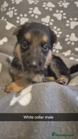 Mixed Breed dogs Shepinois puppies - Advert 16