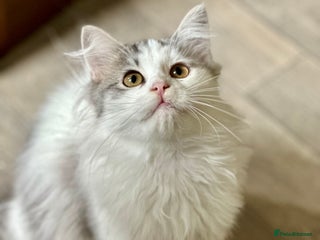 Siberian cats - Advert 3