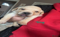 Labrador Retriever dogs for sale: Kc Labrador Puppies - Advert 4