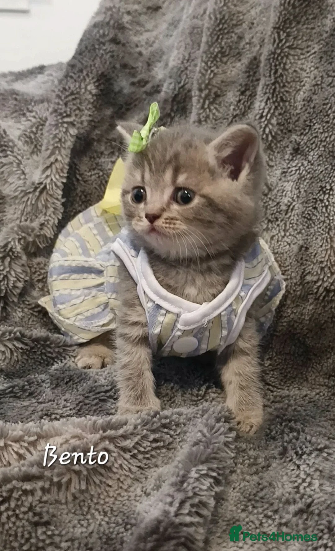 British Shorthair cats for sale: Rose Gold British Shorthair  - Advert 2