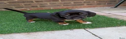 Mixed Breed dogs for sale: Cavajack x Pomeranian puppies  in Dereham - Advert 6