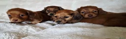 Miniature Dachshund dogs for sale: Longhair miniature dachshund puppys  - Advert 7