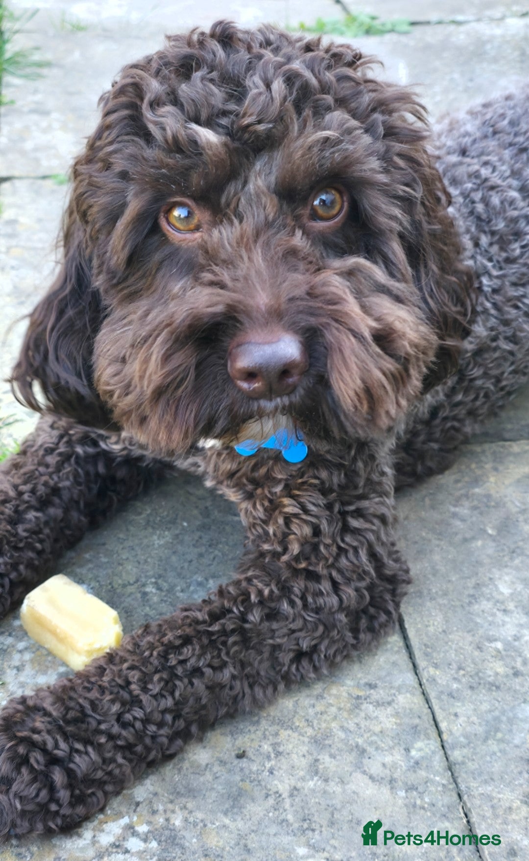 Cockapoo dogs for stud: Exceptional Chocolate F1 Cockapoo Stud North Essex - Advert 1