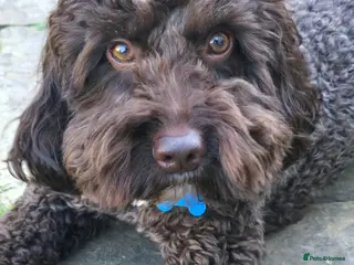 Cockapoo dogs Exceptional Chocolate F1 Cockapoo Stud North Essex - Advert 4