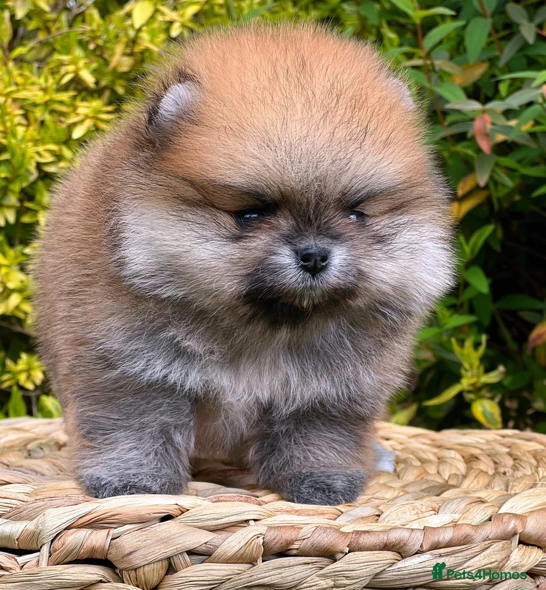 Pomeranian dogs for stud: 4 time Champion KC proven, 1,9kg 🏆 in Amersham - Advert 9