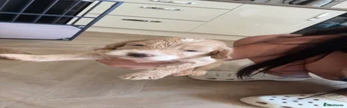 Cockapoo 1