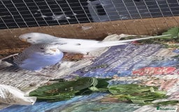 Budgerigars birds for sale: Budgies for sale amesbury  - Image 2