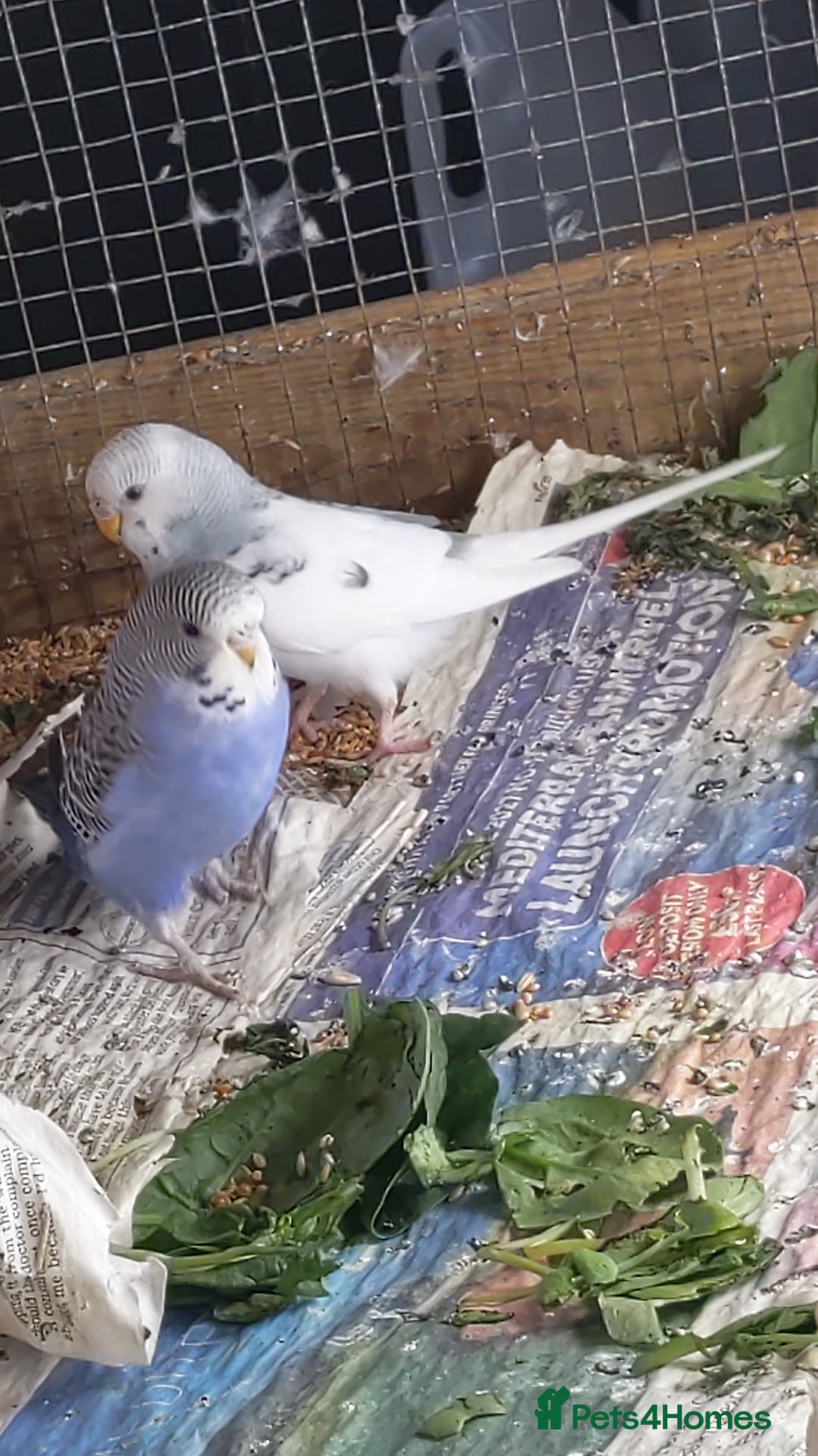 Budgerigars birds for sale: Budgies for sale amesbury  - Image 2