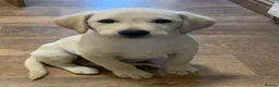 Labrador Retriever dogs for sale: FtCh Sired puppy  - Advert 9