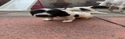 English Springer Spaniel dogs for sale: KC Registered Springer Spaniels - Advert 7