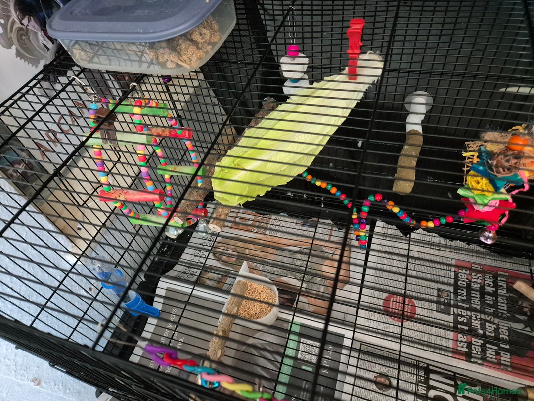 Budgerigars birds for sale: 2x budgies - Image 4