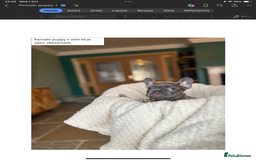 French Bulldog dogs for sale: KC Registered French Bulldog puppies for sale - Image 8