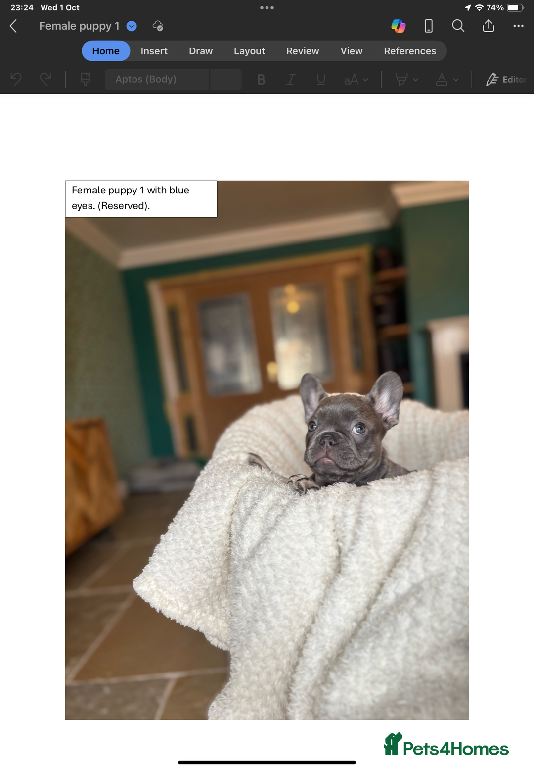 French Bulldog dogs for sale: KC Registered French Bulldog puppies for sale - Image 8