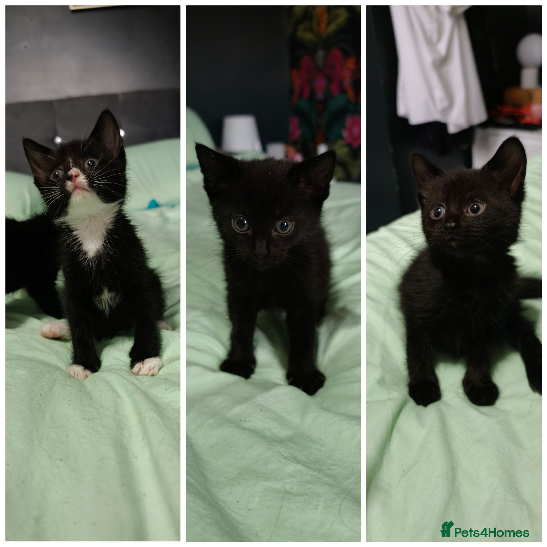 Mixed Breed cats Beautiful kittens £70 each - Advert 8