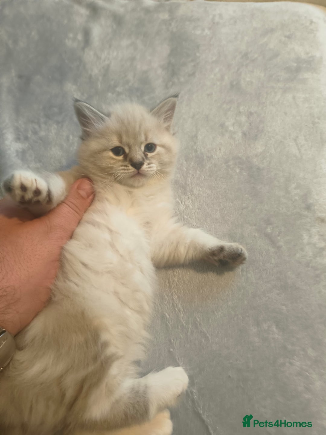 British Shorthair cats for sale: British short and long hair - Advert 10
