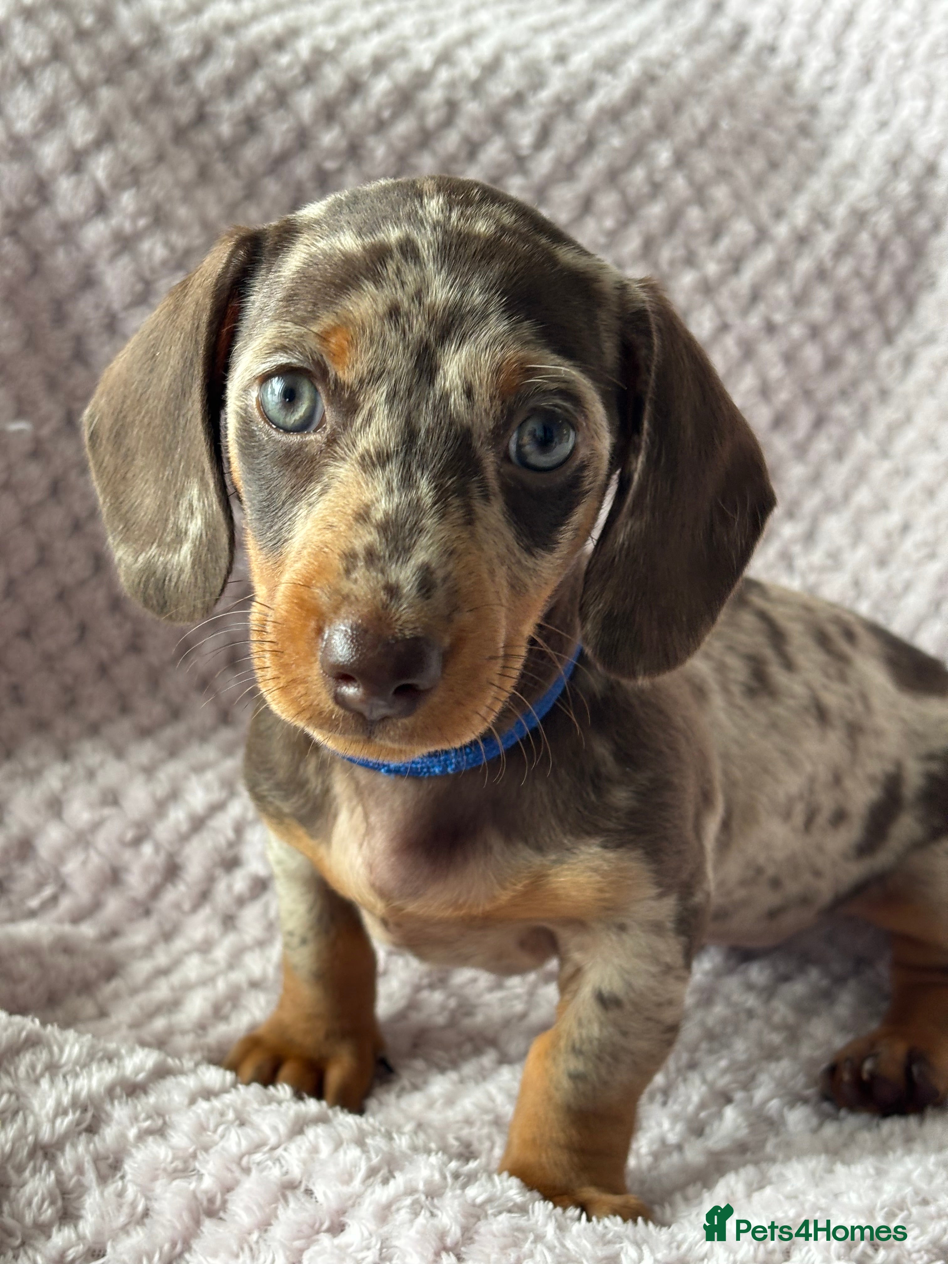 Miniature Dachshund dogs Miniature Dachshunds Smooth Haired KC Registered. - Advert 2