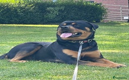 Rottweiler dogs for sale: 1 and a half year old boy - Image 2