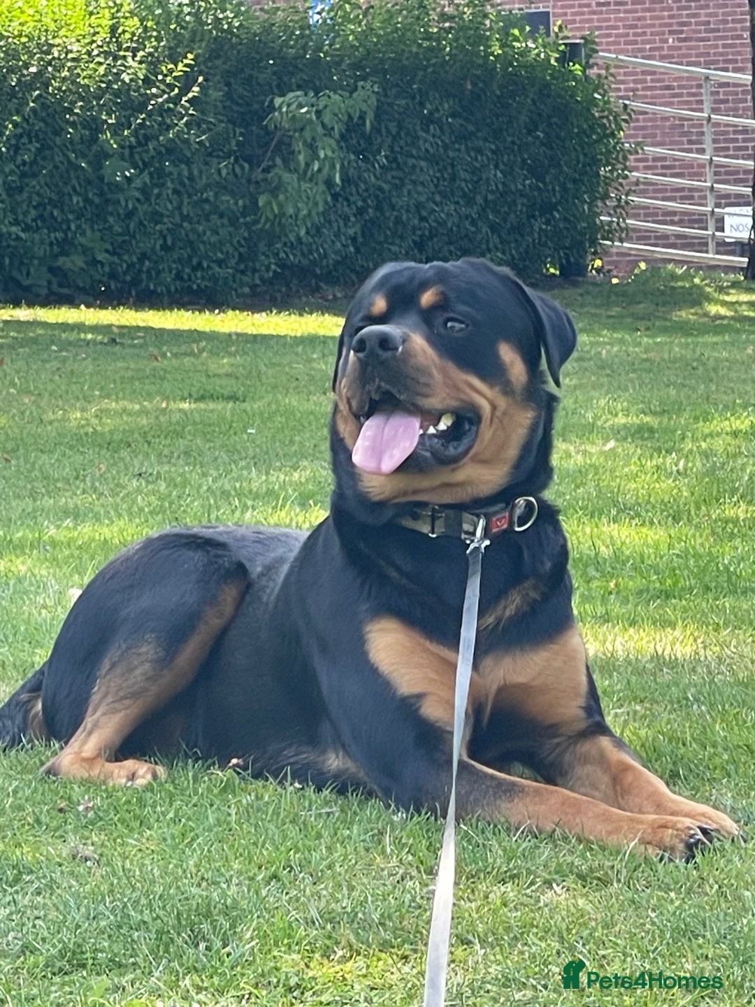 Rottweiler dogs for sale: 1 and a half year old boy - Image 2