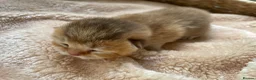 British Shorthair cats for sale: 🏆😍 Irresistible Golden Chinchilla’s Mini BSH🏆😍 in Birmingham - Advert 8