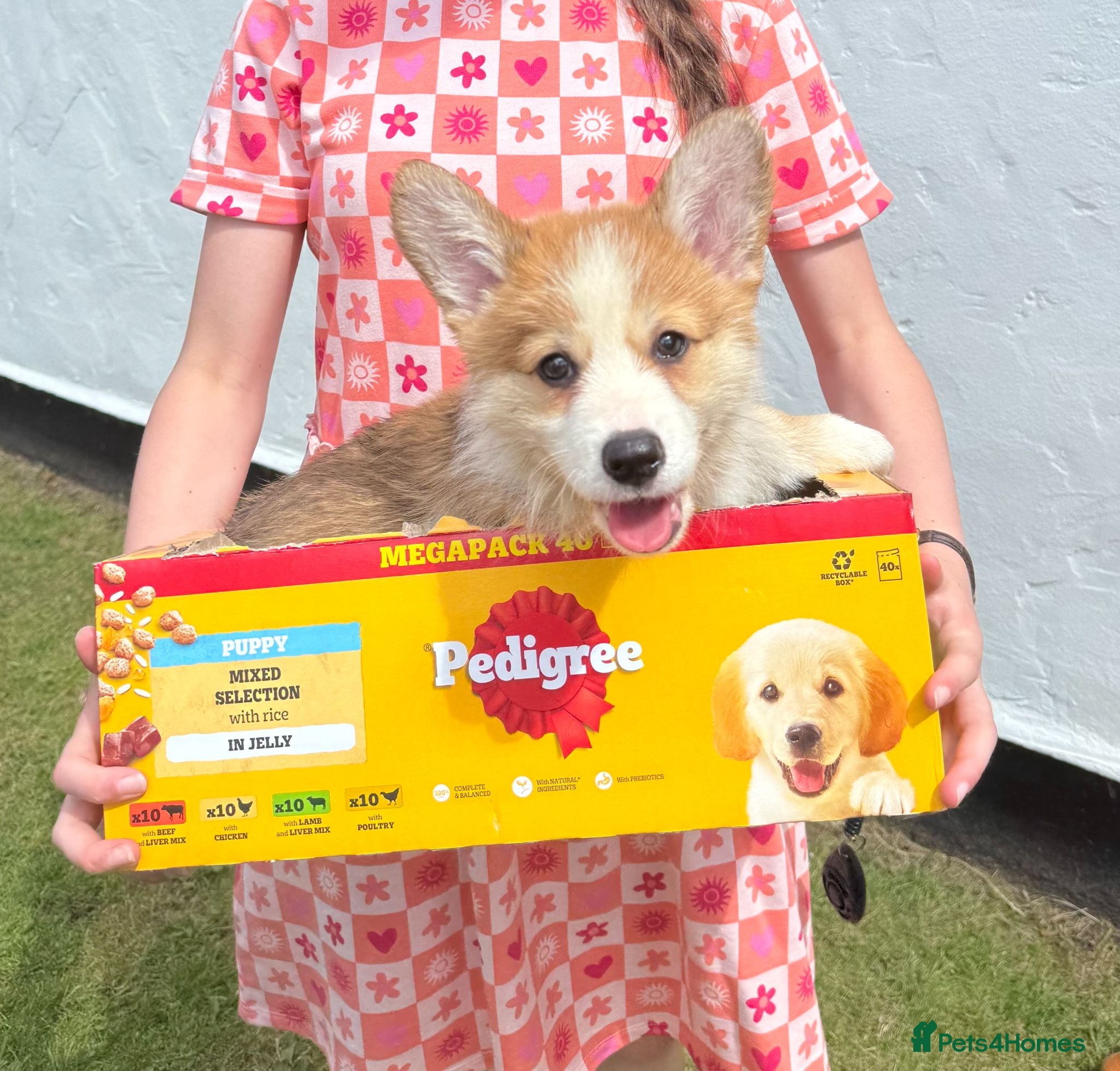 Welsh Corgi Pembroke dogs Ready to go TODAY on their new adventure!! - Advert 1
