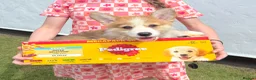Welsh Corgi Pembroke dogs for sale: Fully Vac, KC Papers Ready, waiting to love YOU!! - Advert 13