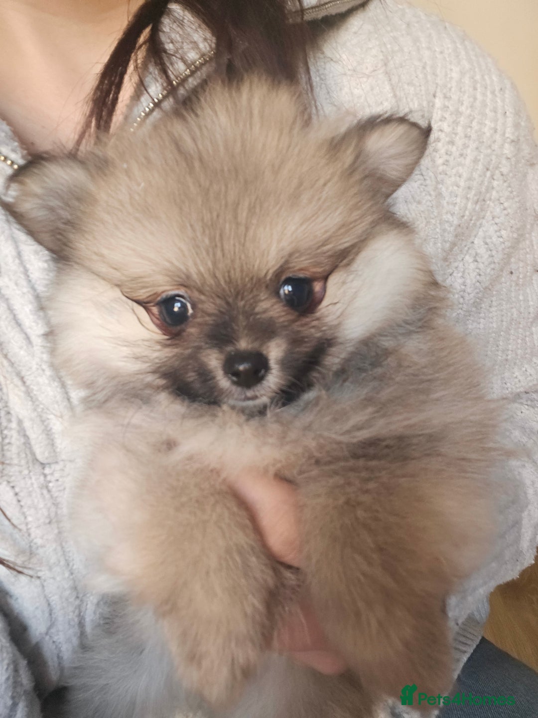Pomeranian dogs for sale: Pomeranian puppies - Advert 3
