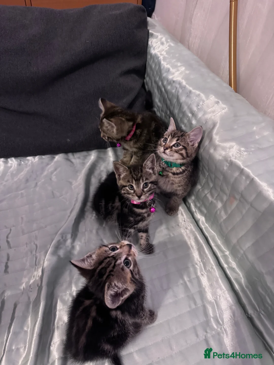 Mixed Breed cats for sale: Four adorable kittens - Advert 1