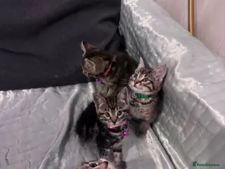 Mixed Breed cats Four adorable kittens - Advert 1