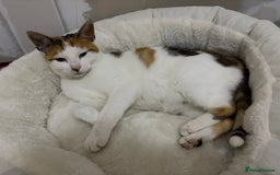 Oriental cats for sale: 1 male & 1 female kitten  - Image 2