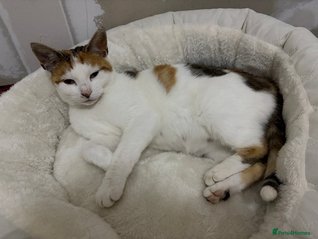 Oriental cats for sale: 1 male & 1 female kitten  - Image 2