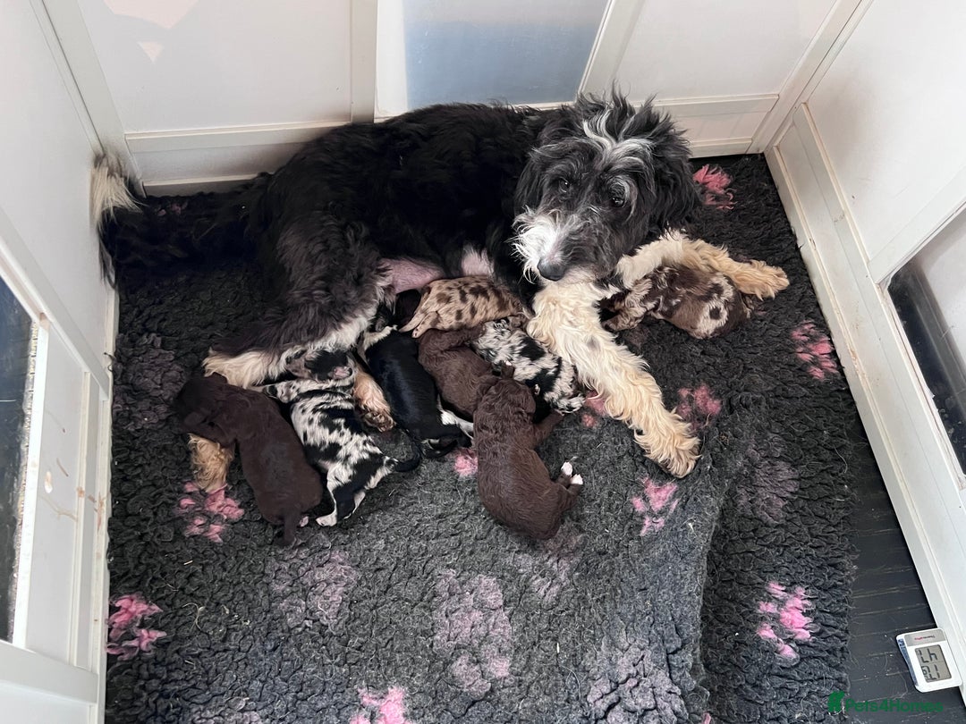 Mixed Breed dogs for sale: Cadoodle Puppies for sale - Advert 2