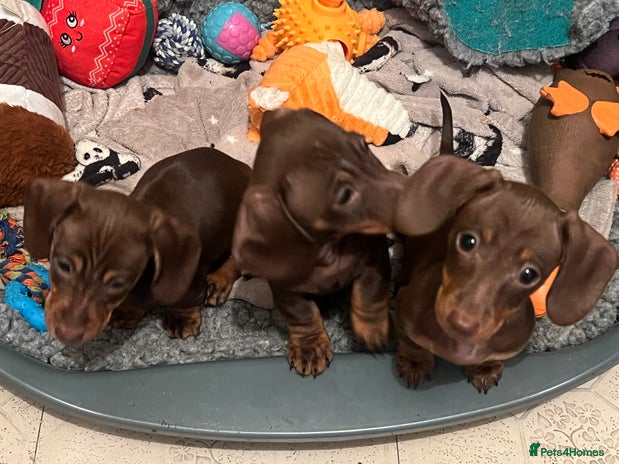 Miniature Dachshund dogs - Advert 2