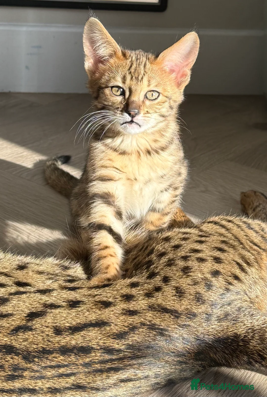 Savannah cats for sale: TICA F3 Savannah Kittens - Luxe Cat co. in Blackpool - Advert 8