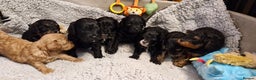 Cavapoo dogs for sale: Gorgeous F1b Cavapoo puppys Health tested parents  - Advert 2