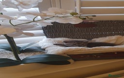 Scottish Fold cats for sale: 😻 Adorable Scottish Fold Kittens For Sale😻 - Image 23