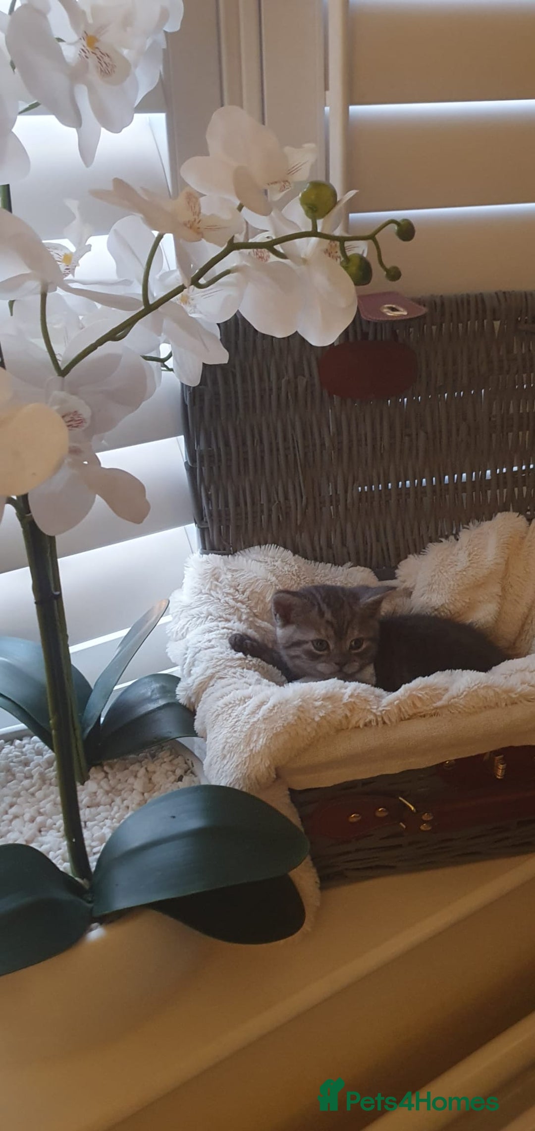 Scottish Fold cats for sale: 😻 Adorable Scottish Fold Kittens For Sale😻 - Image 23